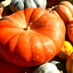 etalage de courges