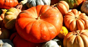 etalage de courges